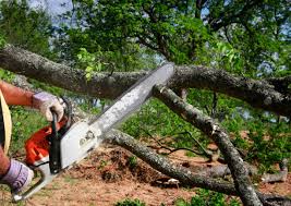 Best Tree Disease Treatment  in Kent City, MI