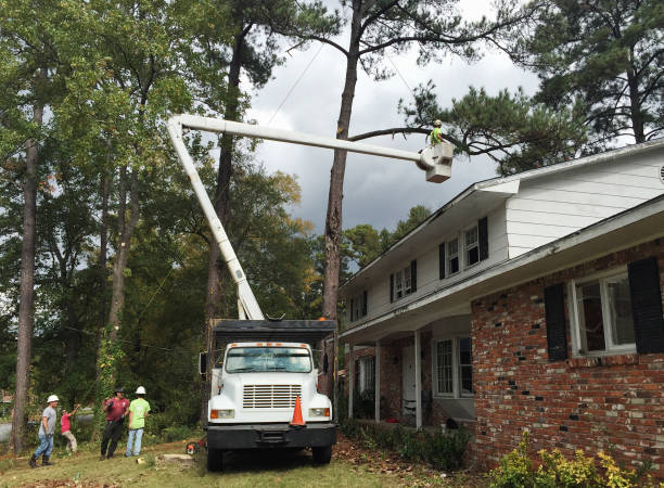 How Our Tree Care Process Works  in  Kent City, MI