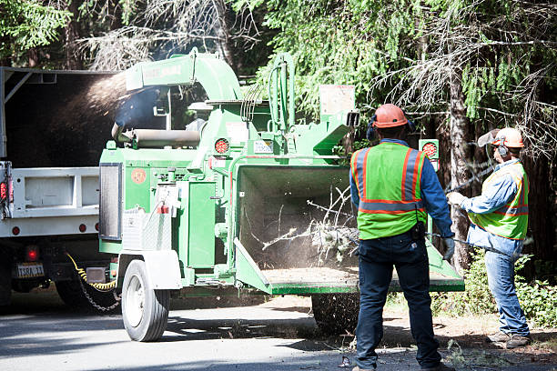 Trusted Kent City, MI Tree Removal Services Experts